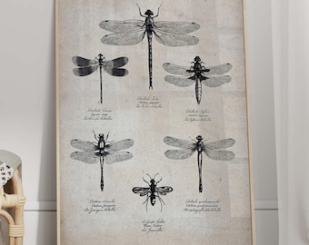 Vintage Dragonfly Print - Natural History Farmhouse Wall Art