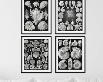 Ernst Haeckel Nautical Prints: Sea Life, Shells, Mushrooms Art (Set of 4)