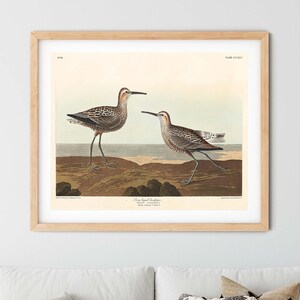 Vintage Long Legged Sandpiper Print - Sandpiper Wall Art, Sea Bird Print, Audubon Prints, Birds of America, Farmhouse Decor, Ornithology Art