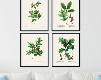 Vintage Oak Leaf Prints Set of 4 - Botanical Illustration Poster