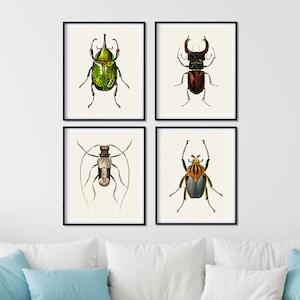 Vintage Beetle Print Set of 4 - Natural History Insect Wall Art