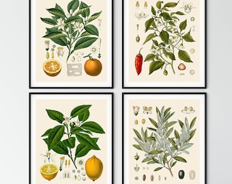 Vintage Herb Botanical Prints: Farmhouse Kitchen Wall Art Set of 4 - Etsy