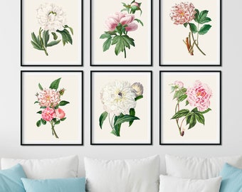 Peony Botanical Prints Set of 6: Vintage Farmhouse Wall Art