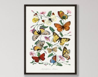 Vintage Butterfly Print - Natural History Gallery Wall Art