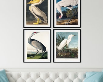 Audubon Birds Print Set: Vintage Tropical Bird Wall Art