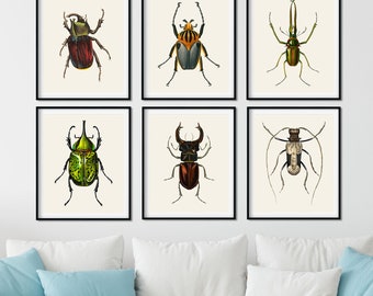 Vintage Beetle Print Set: Natural History Wall Art, Farmhouse Decor