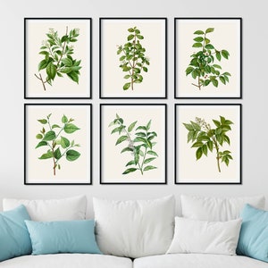 Juego de 6 láminas botánicas vintage de hojas verdes: arte mural botánico, decoración del hogar con hojas verdes, arte moderno de granja