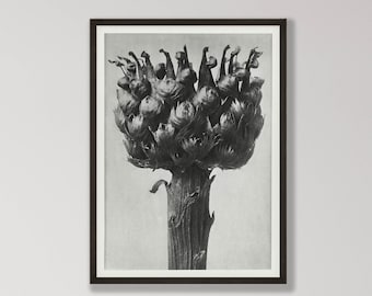 Lámina vintage de alcachofa - Arte botánico para pared en blanco y negro