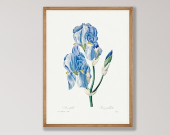 Vintage Iris Flower Print - Botanical Wall Art, Flower Poster