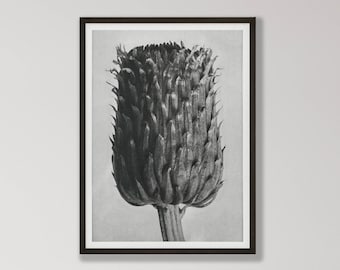 Impresión vintage de flor de cardo - Arte mural botánico en blanco y negro