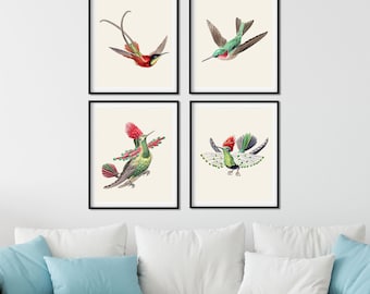 Vintage Hummingbird Print Set of 4 - Natural History Wall Art