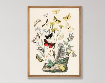 Vintage Butterfly Print - Butterfly Wall Decor, Natural History Gallery Wall Art