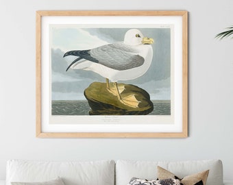 Vintage Fulmar Petrel Print - Audubon Seagull Poster, Bird Wall Decor