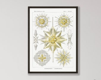 Ernst Haeckel Acanthometra Print - Vintage Marine Biology Wall Art