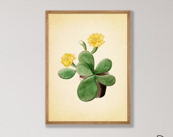 Vintage Cactus Art Print - Botanical Wall Art