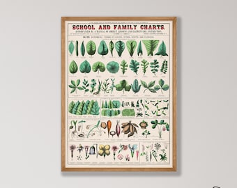 Vintage Botanical Chart Print - School Education Poster, Natural History Art