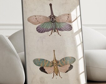 Vintage Dragonfly Illustration Poster - Natural History Art