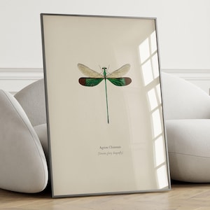 Vintage Dragonfly Poster NO4 - Dragonfly Wall Art, Canvas Dragonfly, Farmhouse Wall Decor, Natural History Art - CANVAS & FRAME