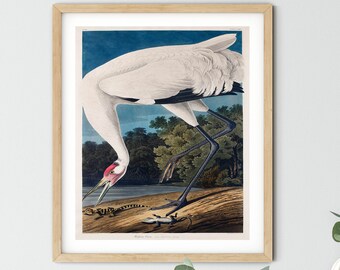 Vintage Audubon Bird Print - American Pelican Coastal Wall Art