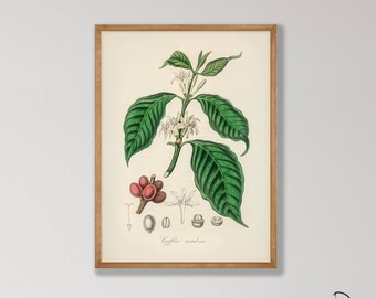 Plakat z motywem kawy w stylu vintage – botaniczna dekoracja ścienna do kuchni