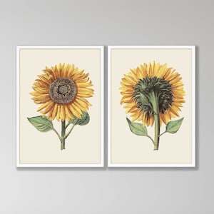 Vintage Sunflower Print Set of 2 - Sunflower Wall Decor, Botanical Wall Art, Kitchen Decor, Farmhouse Kitchen Art Print, Farmhouse Decor
