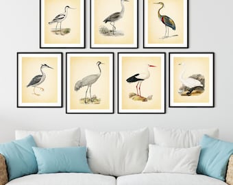 Vintage Sea Bird Print Set: Antique Heron Wall Art, Beach House Decor