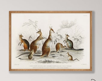Vintage Känguru Print - Australische Tierwandkunst