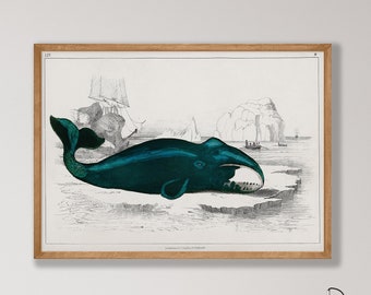 Vintage Whale Art Print - Ocean Wall Decor, Nautical Illustration