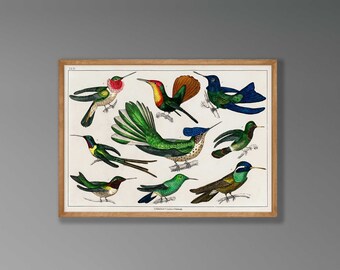 Vintage Hummingbird Print - Natural History Farmhouse Wall Art