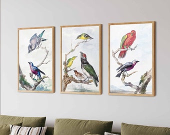 Vintage Bird Prints Set of 3 - Bird Wall Decor, Natural History Wall Art