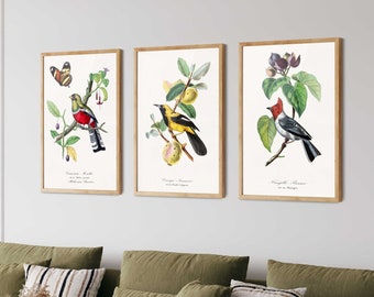 Conjunto de láminas de aves vintage: Arte mural botánico de historia natural