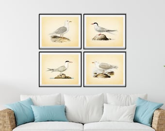 Vintage Sea Bird Prints Set: Restored 1700s Nautical Wall Art