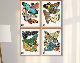 Juego de 4 impresiones de mariposas vintage - Arte mural de la galería de historia natural