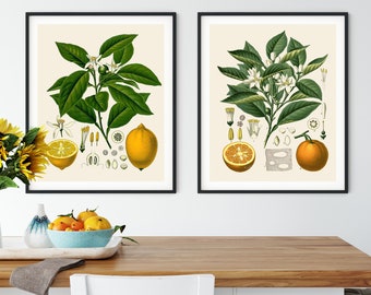 French Citrus Prints Set: Vintage Botanical Kitchen Art