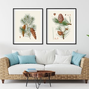Op de afbeelding: Twee ingelijste botanische prenten met gedetailleerde illustraties van dennentakken en kegels. Het kunstwerk toont groene naalden en bruine kegels tegen een crèmekleurige achtergrond, ingelijst in zwart.