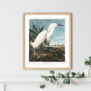 Vintage Audubon Bird Print: American Pelican Wall Art