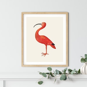 Vintage Flamingo Print - Flamingo Wall Art, Flamingo Decor, Tropical Print, Coastal Bird Decor, Bird Wall Art, Tropical Decor