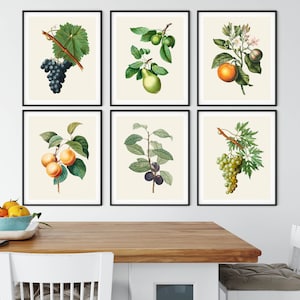 Set di stampe botaniche di frutta antica: arte murale per la cucina
