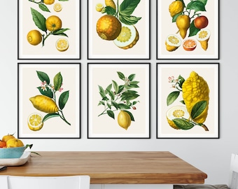 French Citrus Prints: Vintage Botanical Kitchen Wall Art Set