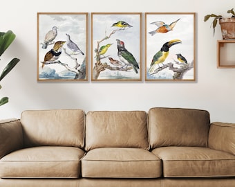 Vintage Audubon Bird Prints Set of 3 - Coastal Wall Art
