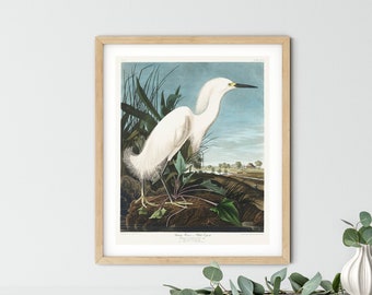 Vintage Audubon Bird Print: American Pelican Wall Art