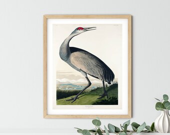 Vintage Audubon Bird Print: American Pelican Wall Art