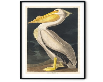 Vintage Audubon Pelican Print: Coastal Bird Wall Art