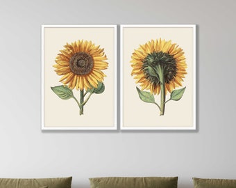 Set de 2 láminas vintage de girasoles - Arte botánico para cocina rústica