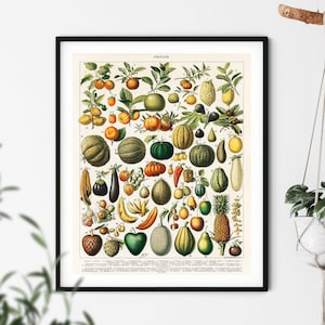 Vintage fruitprint - keukenprints, 1909, Adolphe Millot-poster, fruitposter, keukendecor, botanische print, Millot-vruchten