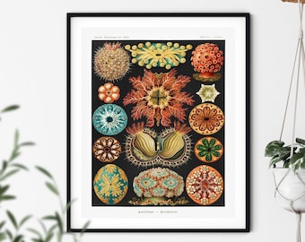Ernst Haeckel Print - Ascidiae Print, Nautical Wall Art, Sea Creatures, Nautical Decor, Marine Life Decor, Seashell, Starfish