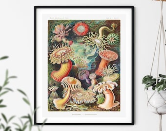 Ernst Haeckel Print - Actiniae Print, Nautical Wall Art, Sea Creatures, Nautical Decor, Marine Life Decor, Seashell, Starfish