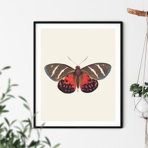 Vintage Butterfly Art Print: Natural History Illustration