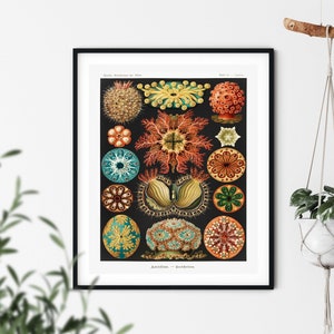Ernst Haeckel Print - Ascidiae Print, Nautical Wall Art, Sea Creatures, Nautical Decor, Marine Life Decor, Seashell, Starfish