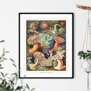 Ernst Haeckel Print - Actiniae Print, Nautical Wall Art, Sea Creatures, Nautical Decor, Marine Life Decor, Seashell, Starfish